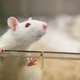 Illustration for article titled Project DeepSqueak Aims to Decipher What Mice and Rats Are Really Chattering About